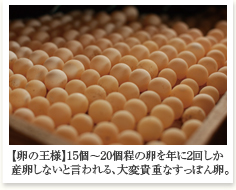 15個〜20個程の卵を年に2回しか産卵しないと言われる、大変貴重なすっぽん卵。