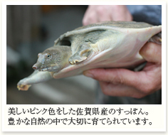 美しいピンク色をした佐賀県産のすっぽん。豊かな自然の中で大切に育てられています。